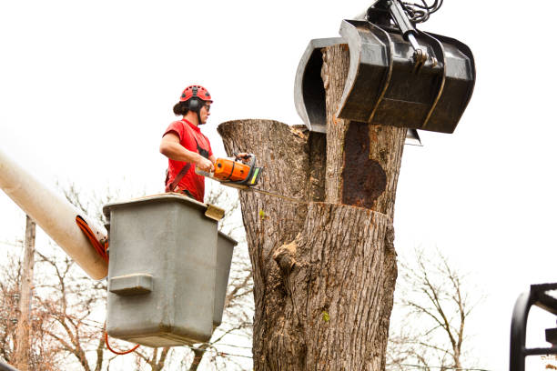 Best Tree Disease Treatment  in Oak Grove, MS